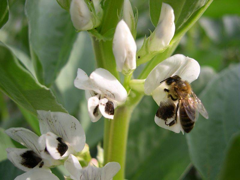 Biodiversité