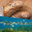 BiodivLabel