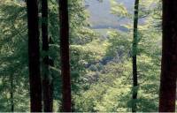 Etude Forêt Quel rôle pour les forêts et filières forêt-bois françaises